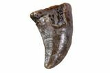 Fossil Mosasaur (Platecarpus) Tooth - Kansas #115737-1